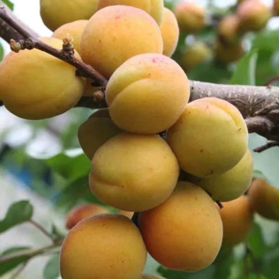 Янтарь Поволжья