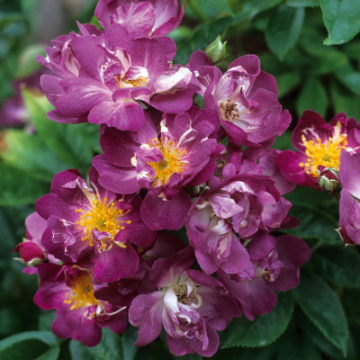 Роза плетистая Вейльхенблау (Rosa Veilchenblau)