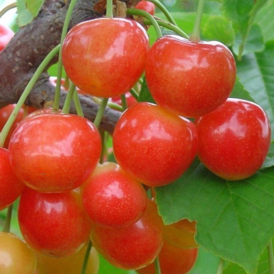 Черешня Орловская розовая