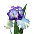 Ирис