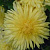 Хризантема корейская Лимонная ранняя