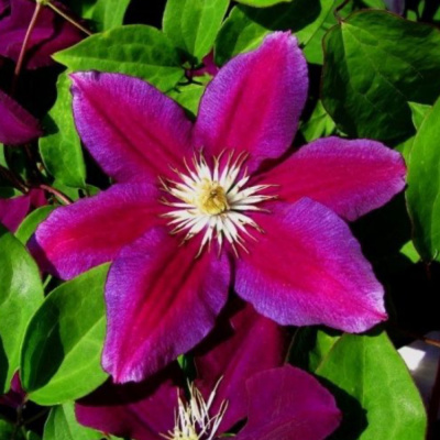 Клематис Хания