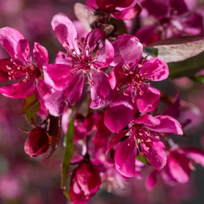 Яблоня декоративная краснолистная Роял Бьюти