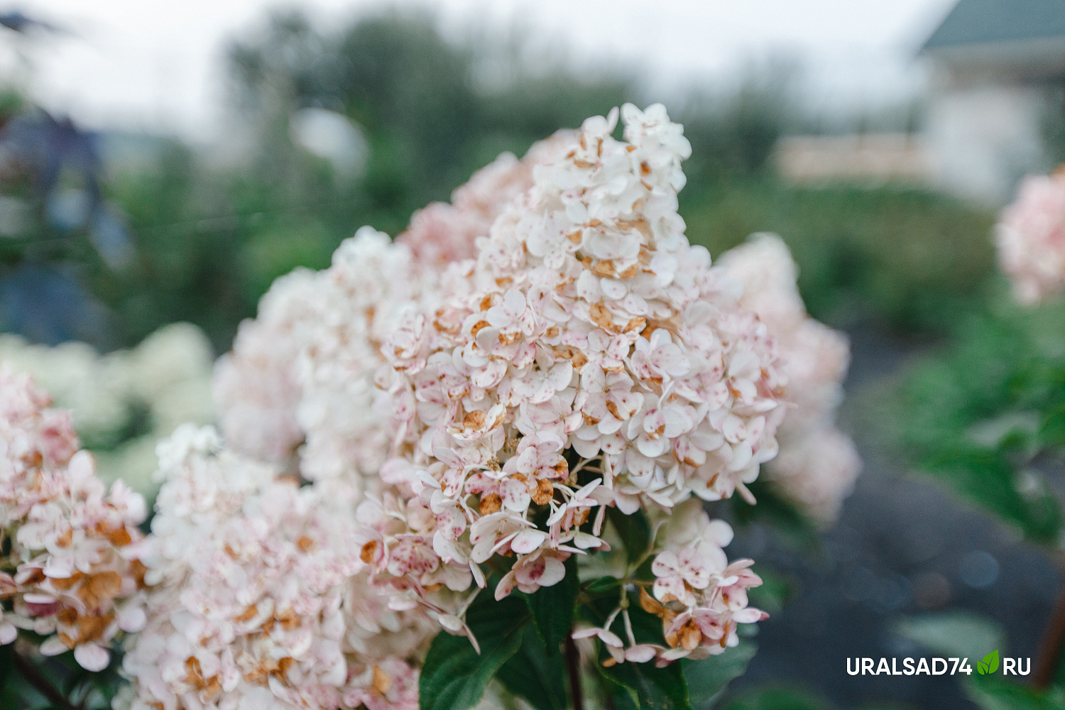 Все гортензии по 1000 рублей до 10 сентября 2023 г