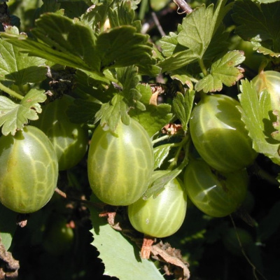 Челябинский зеленый