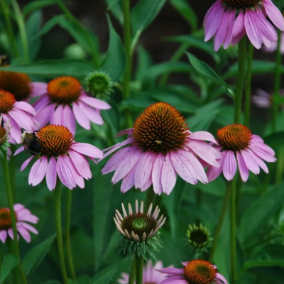 Эхинацея пурпурная обыкновенная