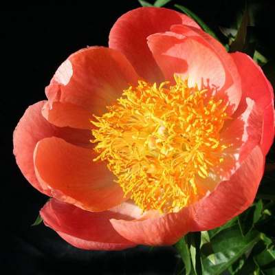 Корал эн Голд