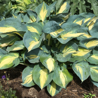 Хоста Дрим Квин