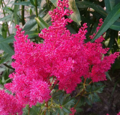 Астильба Монтгомери