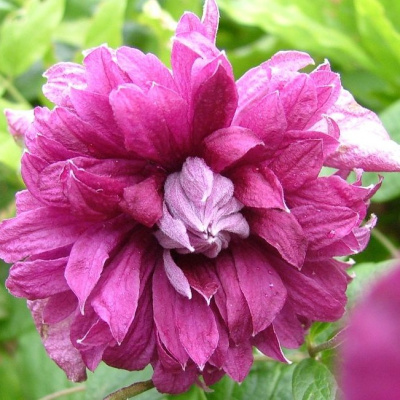 Пурпуреа Плена Элеганс