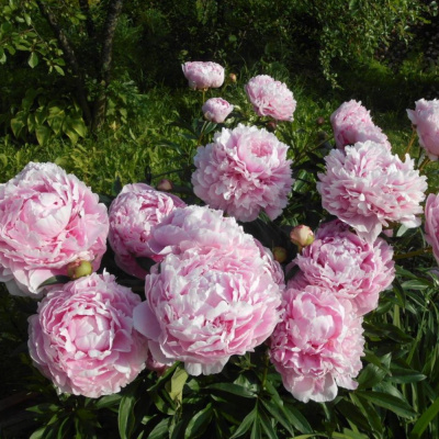 Сара Бернар