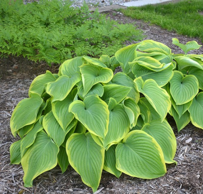 Хоста Виктория