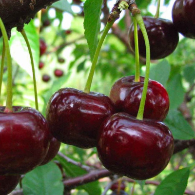 Дюк Спартанка