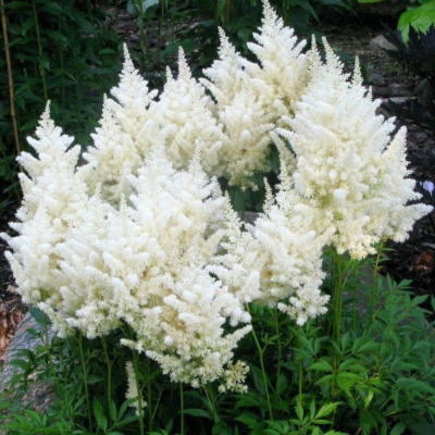 Астильба Диамант