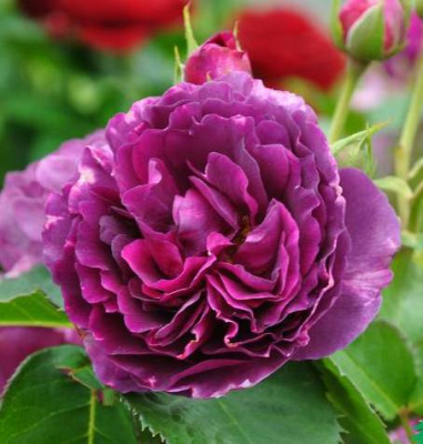 Роза флорибунда Минерва (Rosa Minerva)