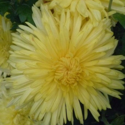 Хризантема корейская Лимонная ранняя