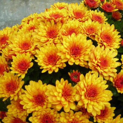 Хризантема Элиса мультифлора