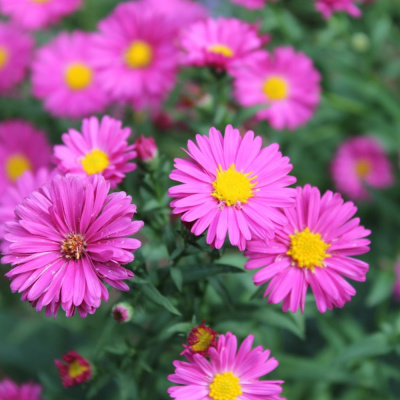 Астра многолетняя Кримсон Брокаде