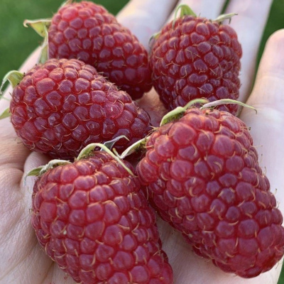 Гигант Московский