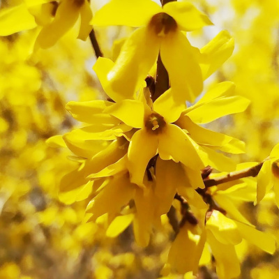 Форзиция Норзен Сан