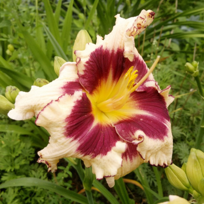 Лилейник Сабина Баур