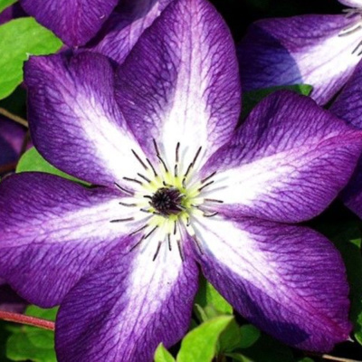 Клематис Веноза Виолацеа