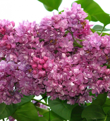 Огни Донбасса