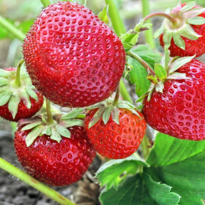 Зенга-зенгана