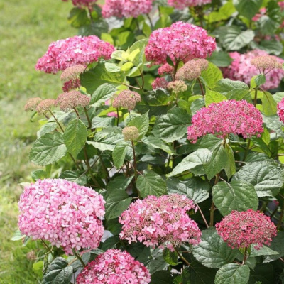 Пинк Пинкушен