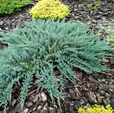 Можжевельник Блю Чип