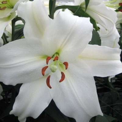 Брайт Бриллиант