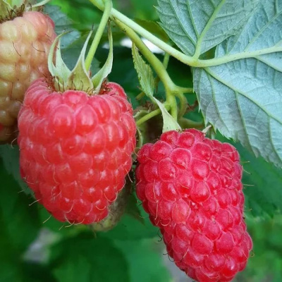 Дочь Геракла