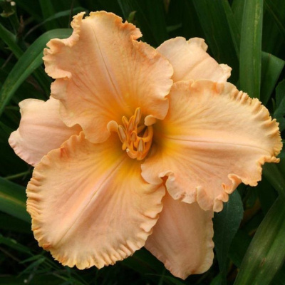 Лилейник Элизабет Солтер