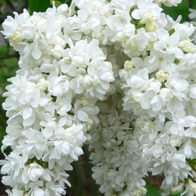 Советская Арктика