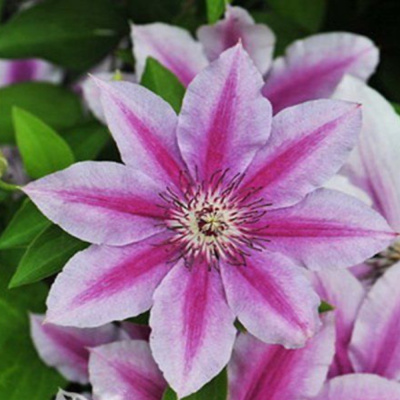 Клематис Гиренас