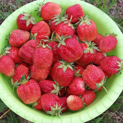 Фестивальная