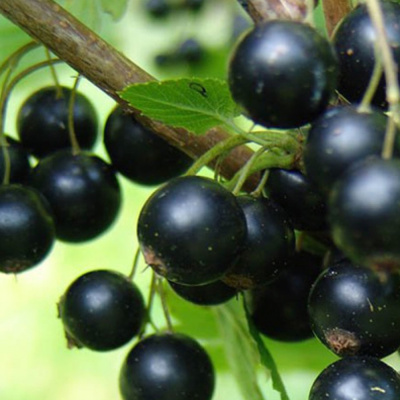 Сеянец голубки