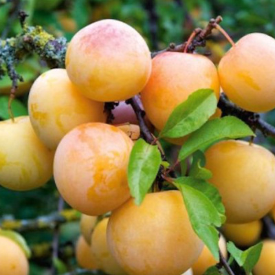 Абрикосовая