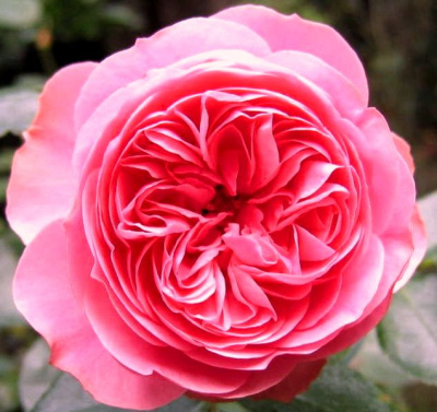 Роза флорибунда Леонардо да Винчи (Rosa Leonardo da Vinci)