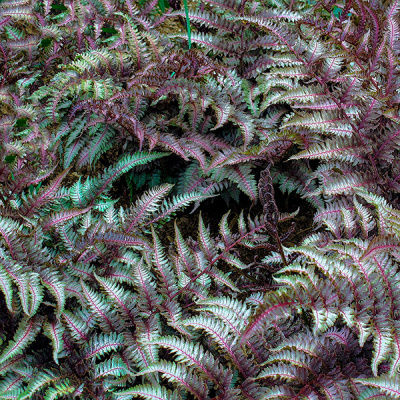 Кочедыжник Burgundy Lace (Бургунди Лейс)