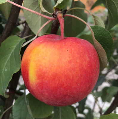 Первоуральское