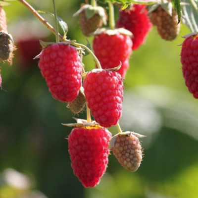 Брянское Диво