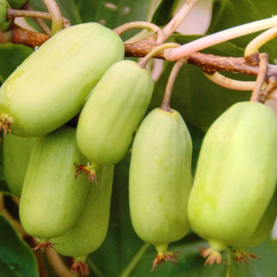 Актинидия Золотая Коса