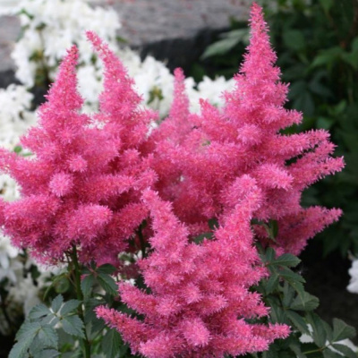 Астильба Глория Пурпурея