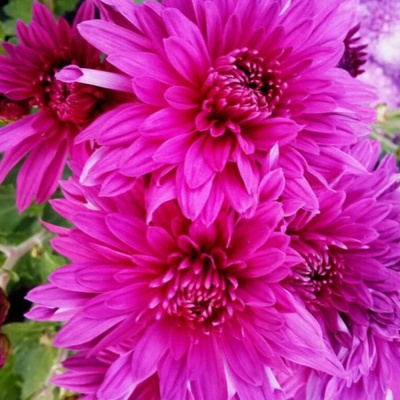 Хризантема корейская Космична