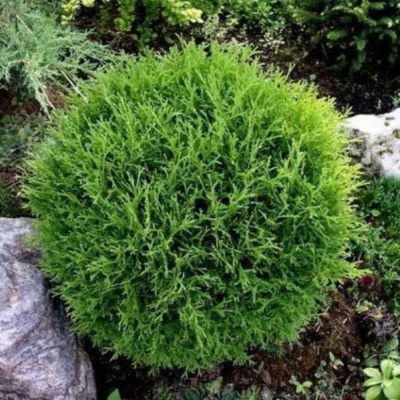 Туя западная Тини тим (Tiny Tim)