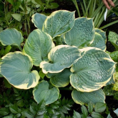 Хоста Пиццас