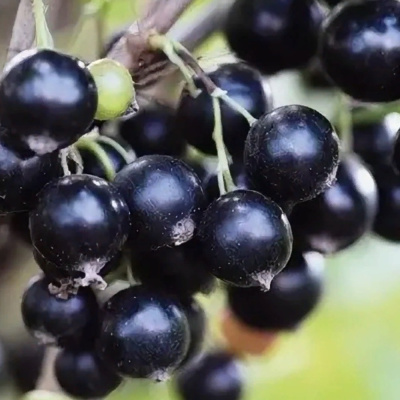 Селеченская