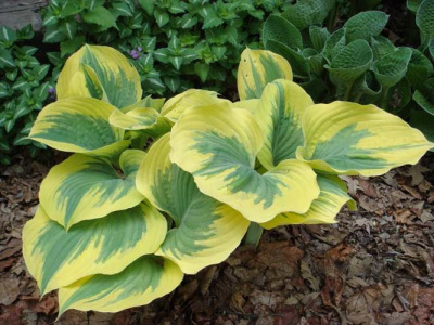 Хоста Айвори Кост