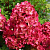 Гортензия Даймонд Руж